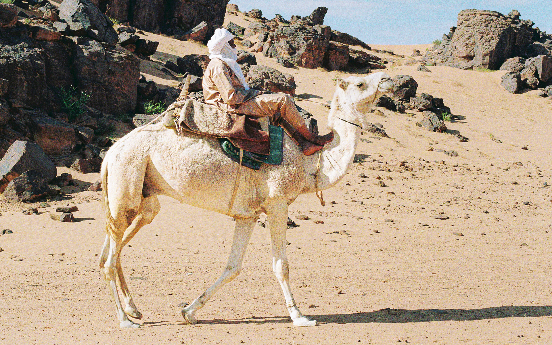 Camel ride in the Sahara desert, Algeria at sunset