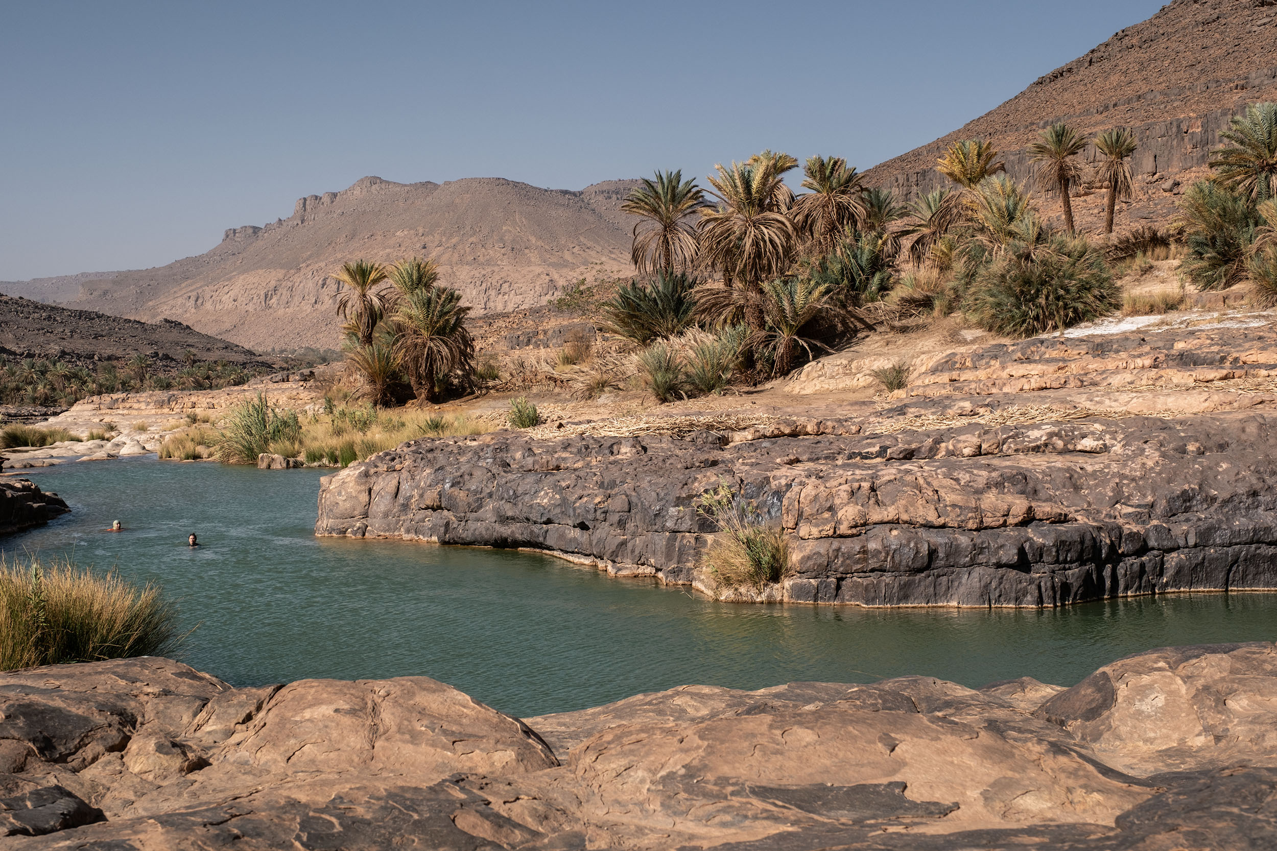 Oasis in Iherir Algeria with palm trees and water in the Sahara desert