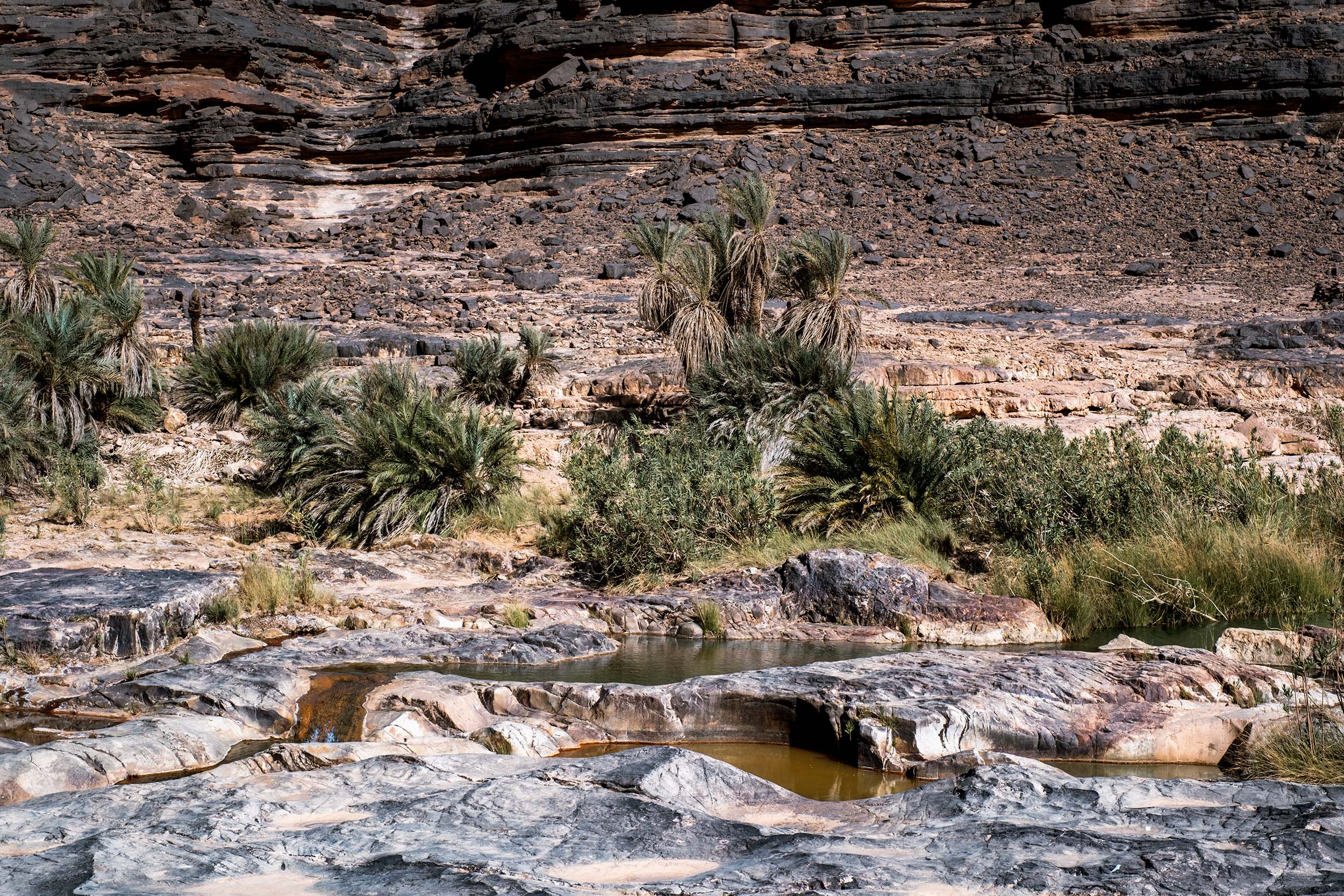 Oasis in Iherir Algeria with palm trees and water in the Sahara desert